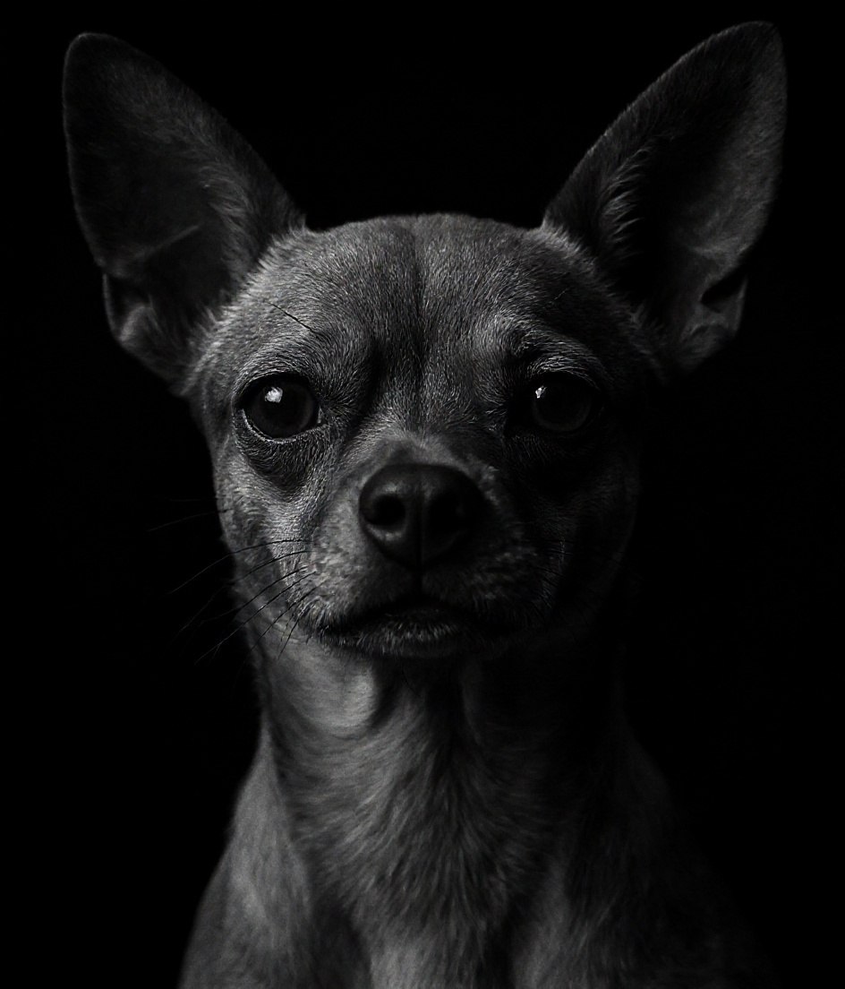 The Chihuahua - Fine-Art B&W pet portrait