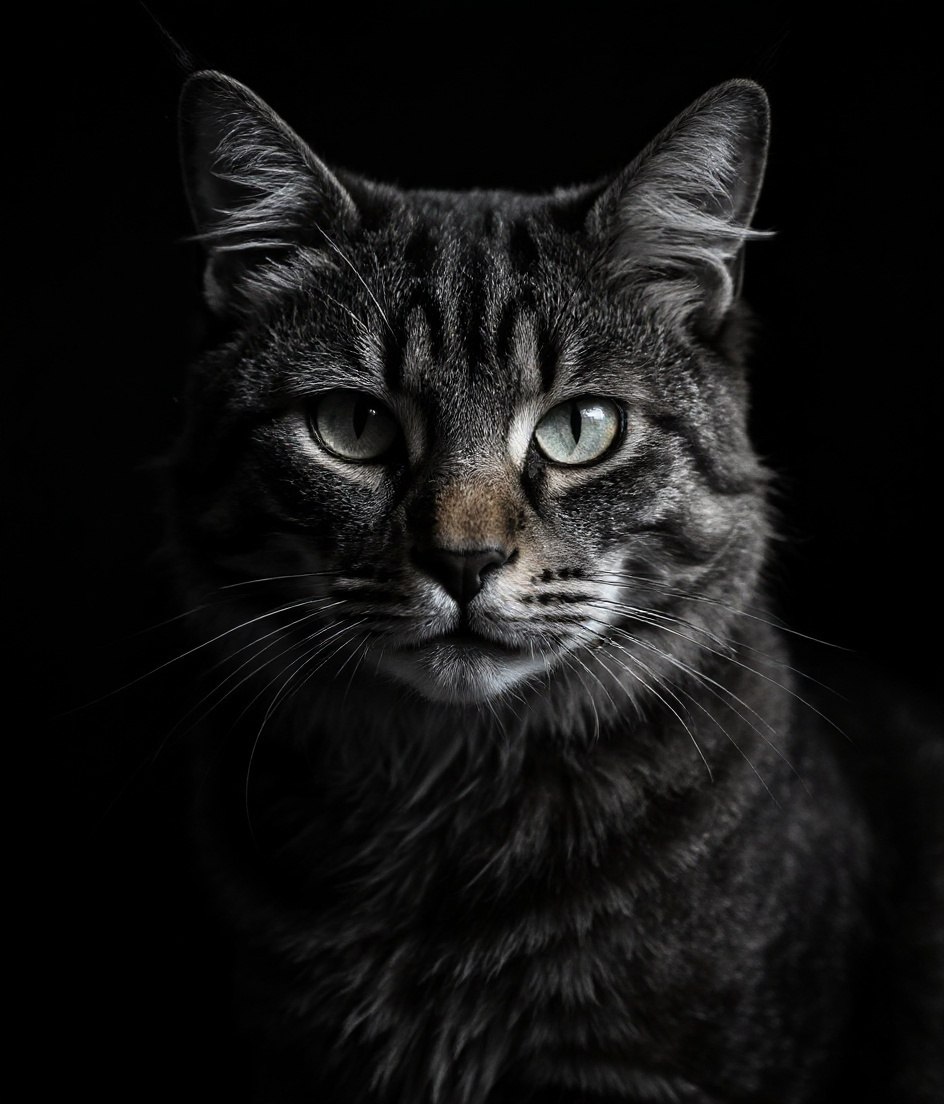 The Maine Coon - Fine-Art B&W pet portrait