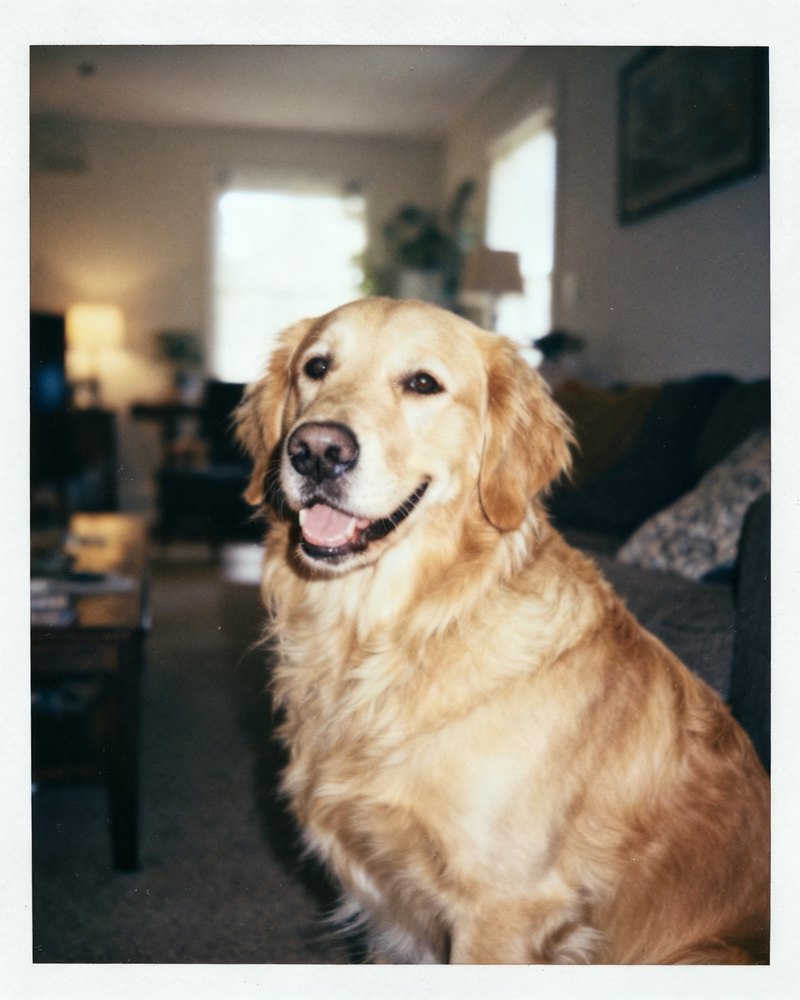 The original pet photo